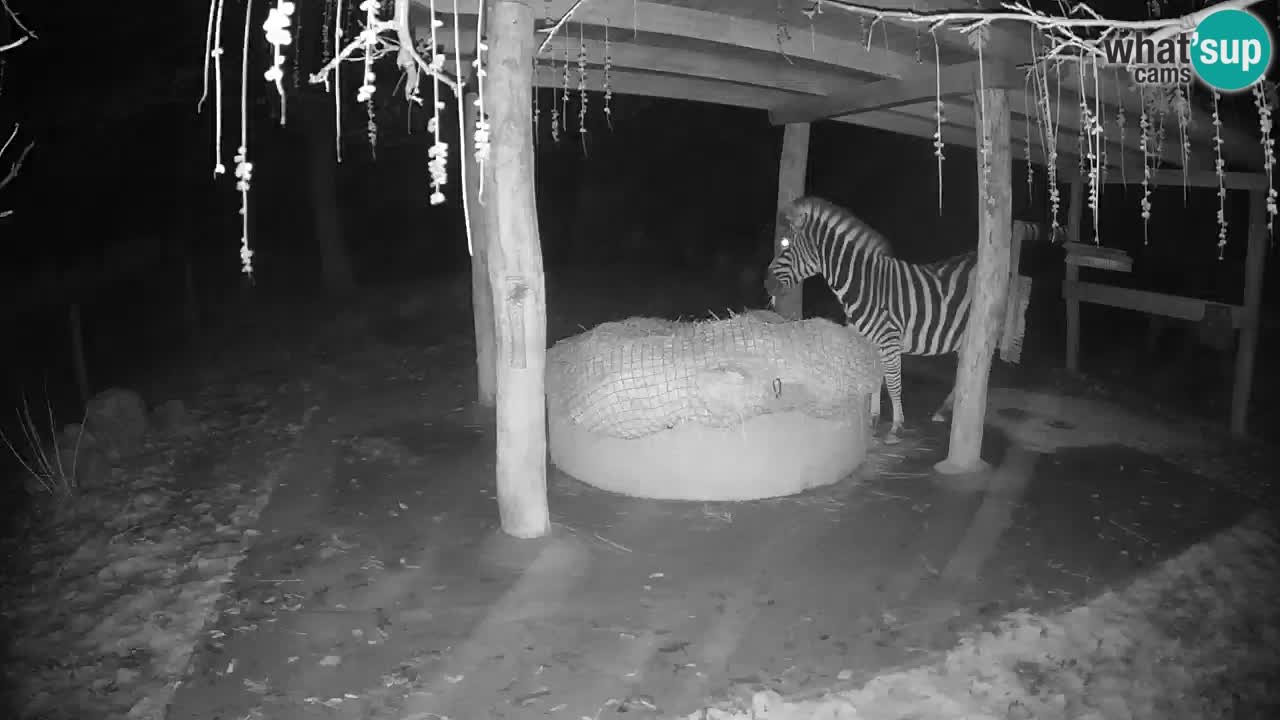 Zebre v živo v živalskem vrtu Ljubljana ZOO spletne kamere