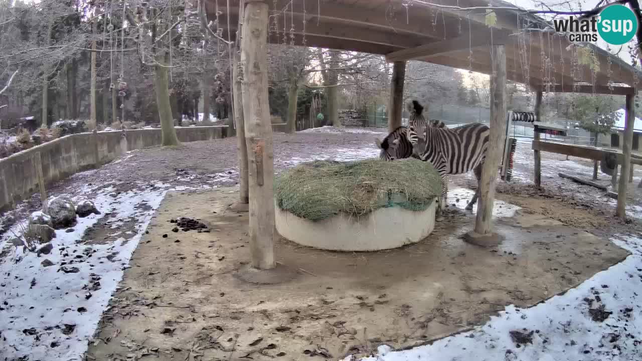 Web kamera uživo Zebras u ZOO Ljubljana – Slovenija