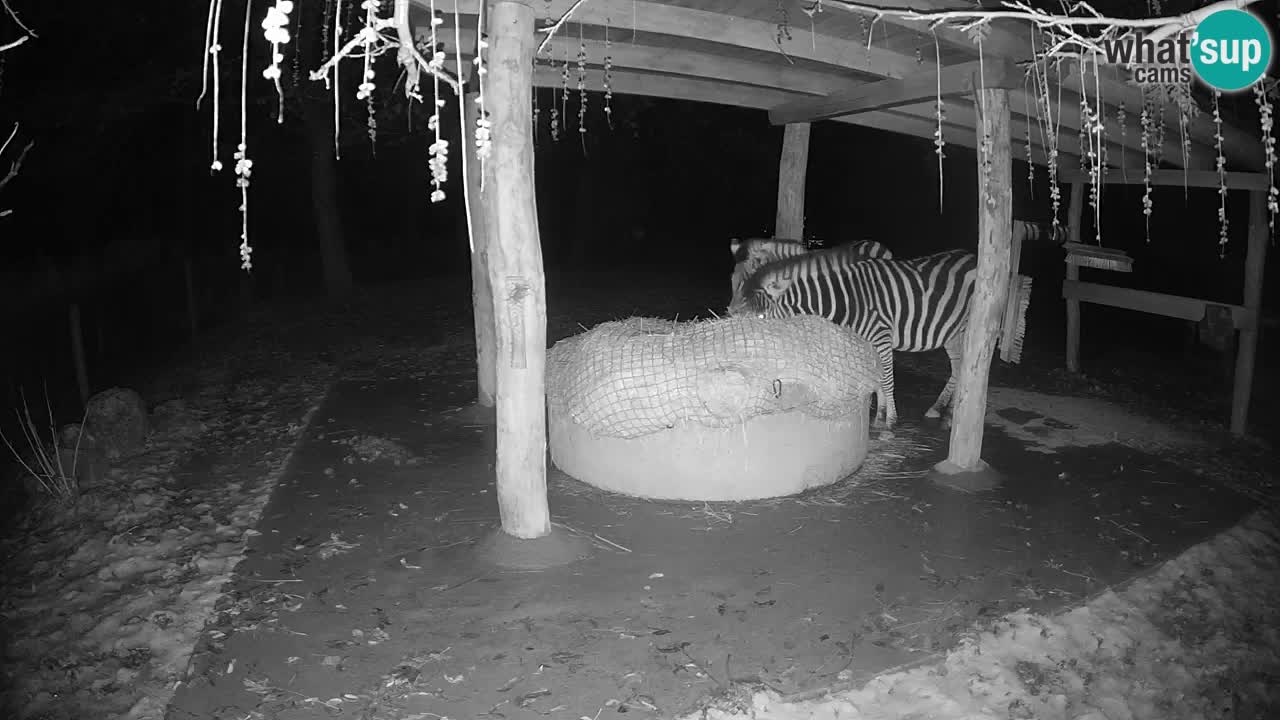 Zebre v živo v živalskem vrtu Ljubljana ZOO spletne kamere