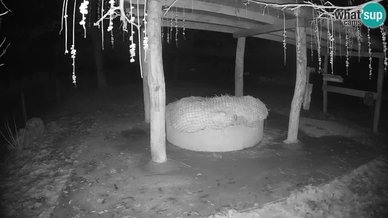 Le Zebre nello ZOO di Ljubljana – Slovenia Live webcam