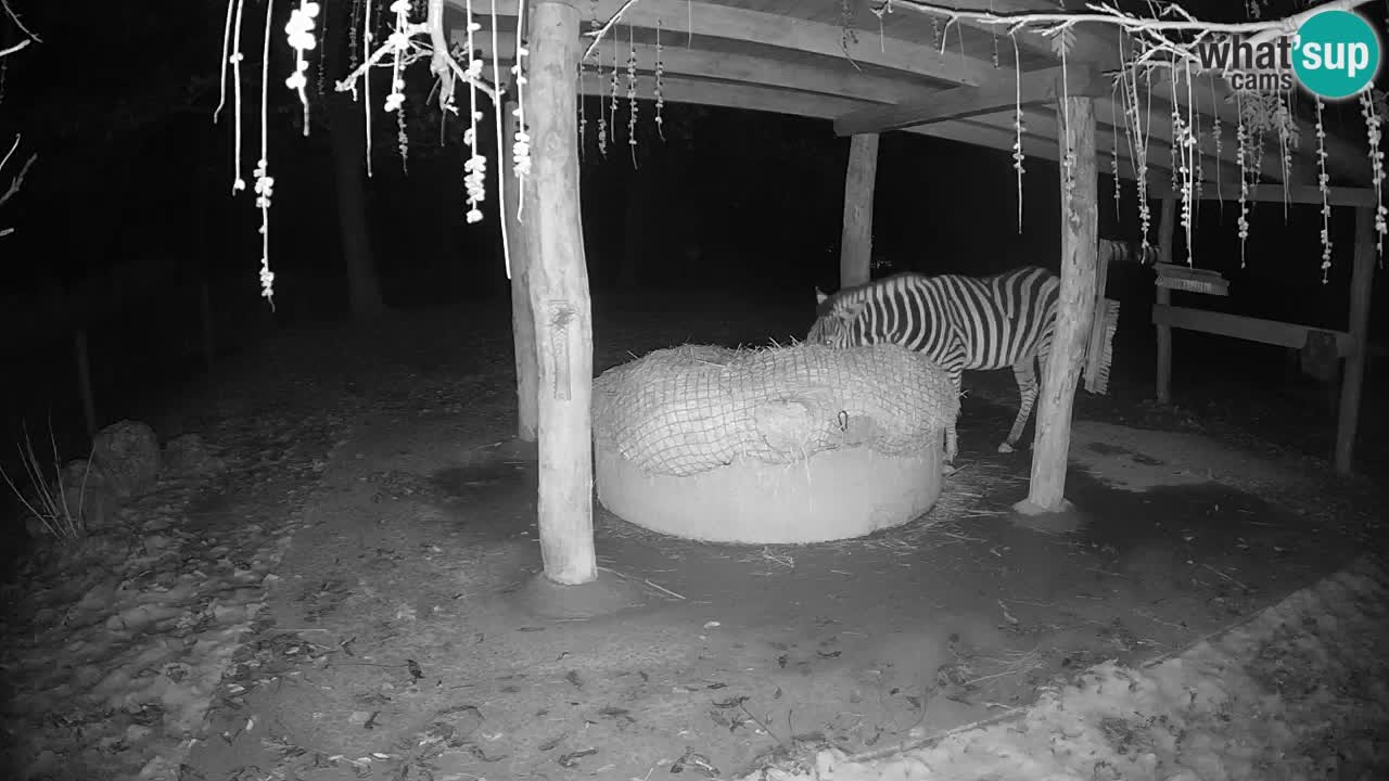 Live Webcam Zebras in Ljubljana ZOO – Slowenien