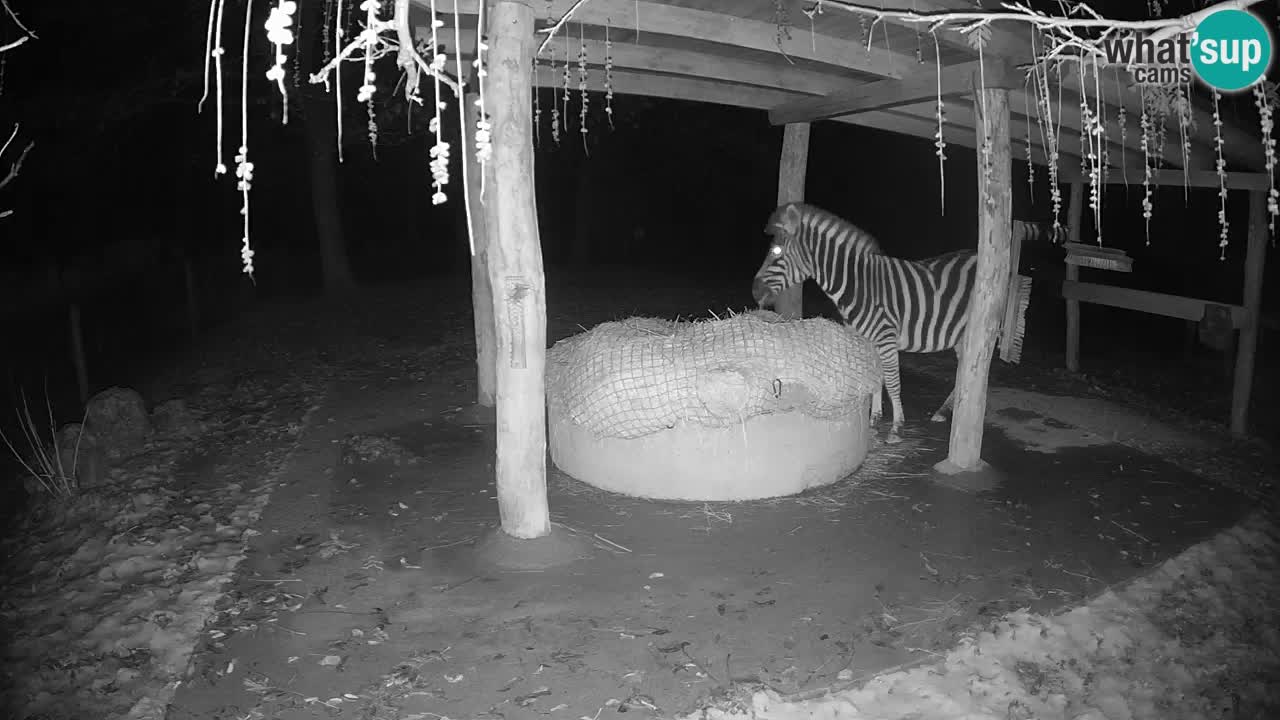 Zebre v živo v živalskem vrtu Ljubljana ZOO spletne kamere