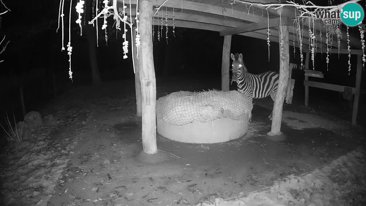 Live Webcam Zebras in Ljubljana ZOO – Slowenien