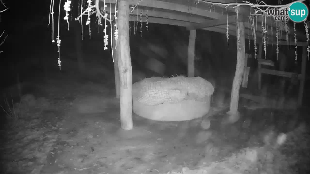 Le Zebre nello ZOO di Ljubljana – Slovenia Live webcam