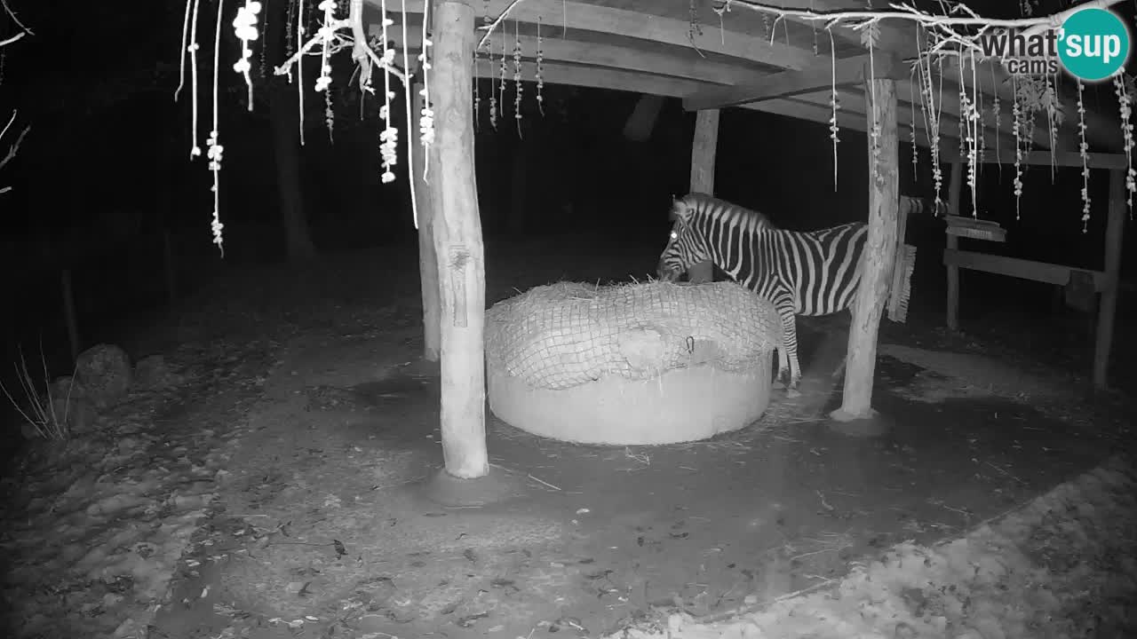 Le Zebre nello ZOO di Ljubljana – Slovenia Live webcam