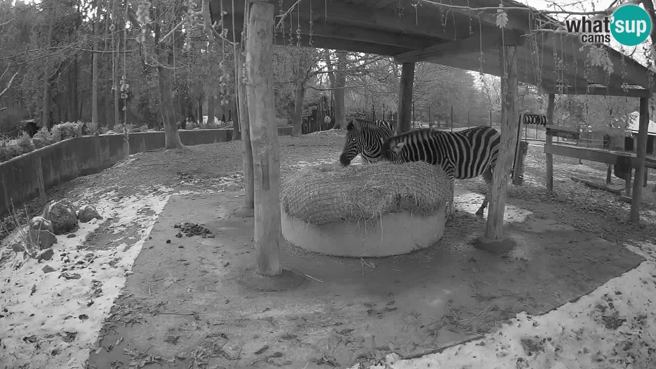 Camera en vivo Cebras in Ljubljana ZOO – Eslovenia