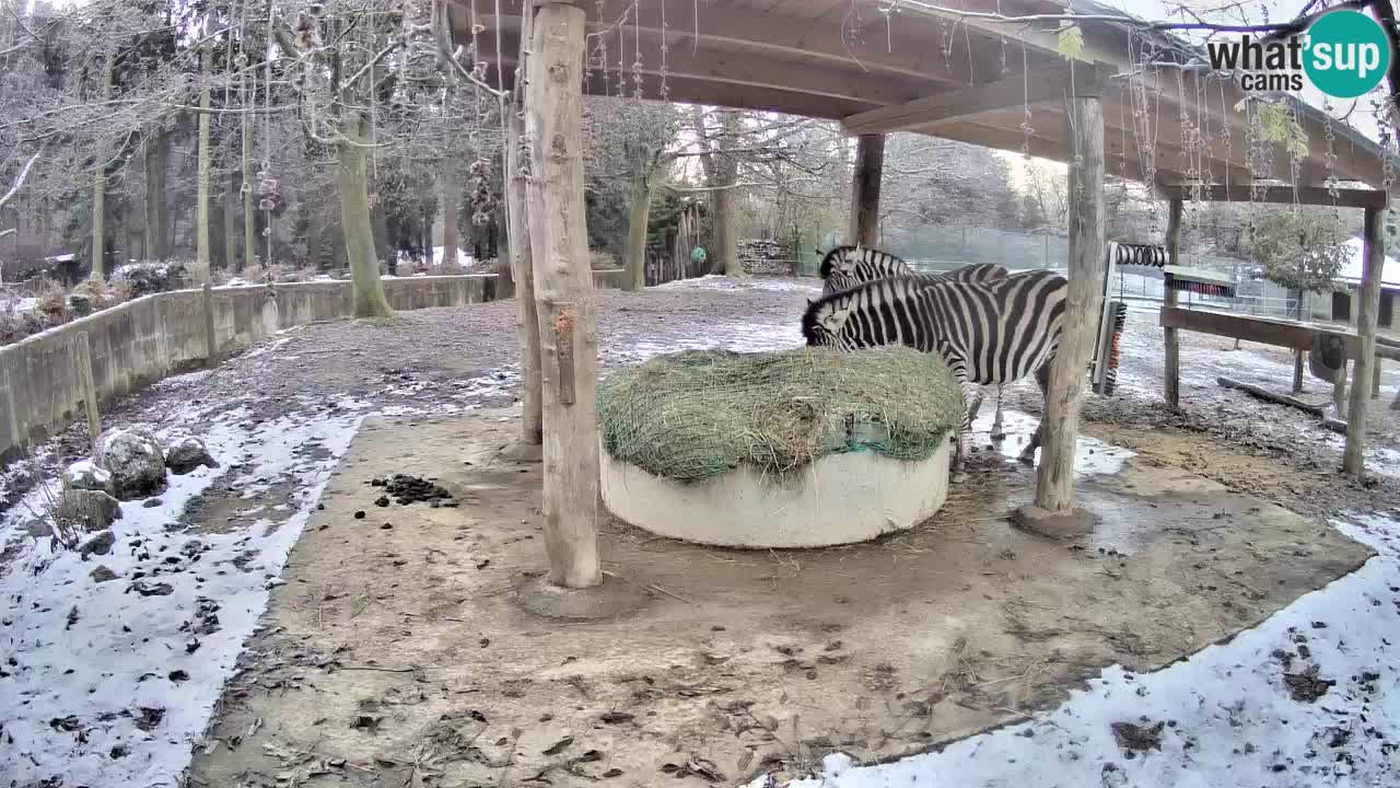 Live Webcam Zebras in Ljubljana ZOO – Slowenien