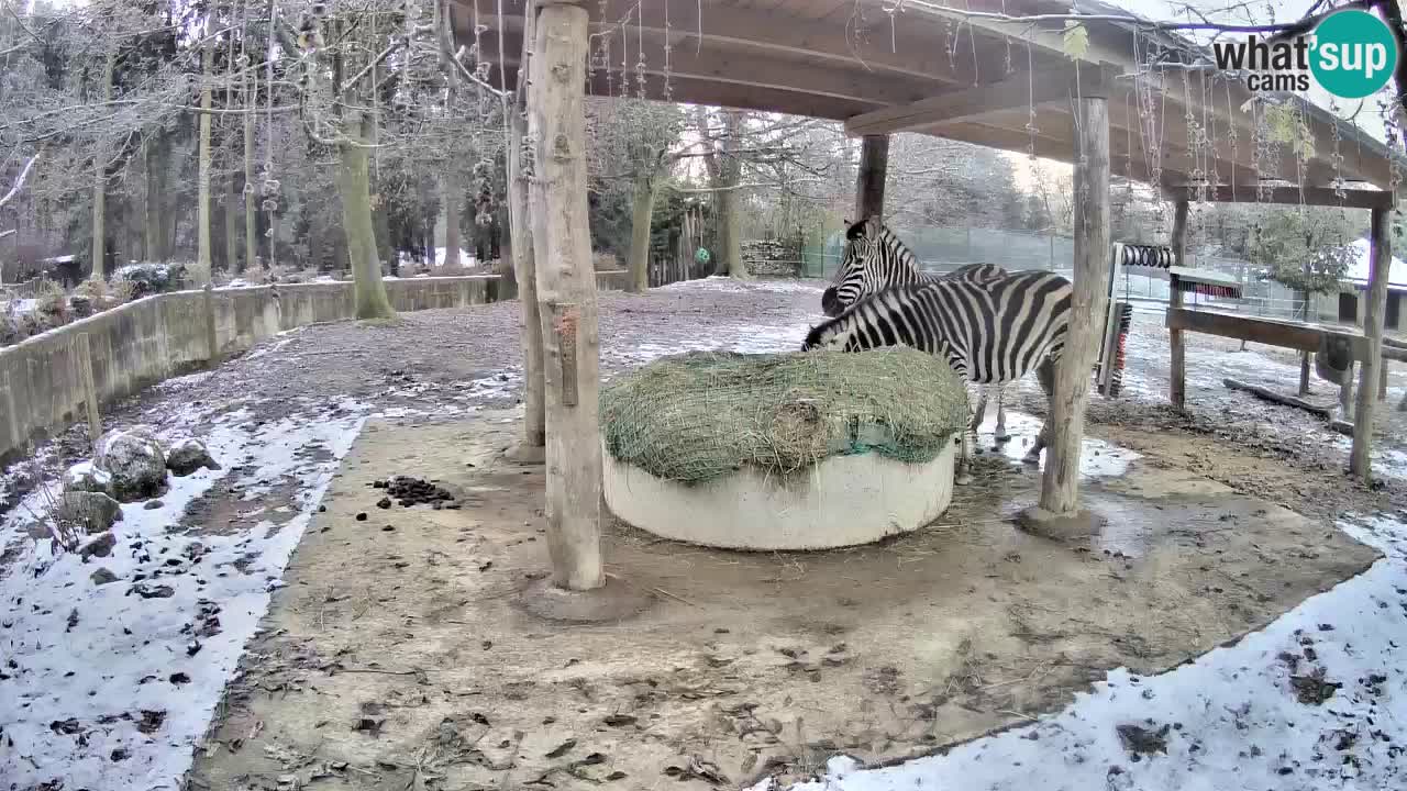 Web kamera uživo Zebras u ZOO Ljubljana – Slovenija