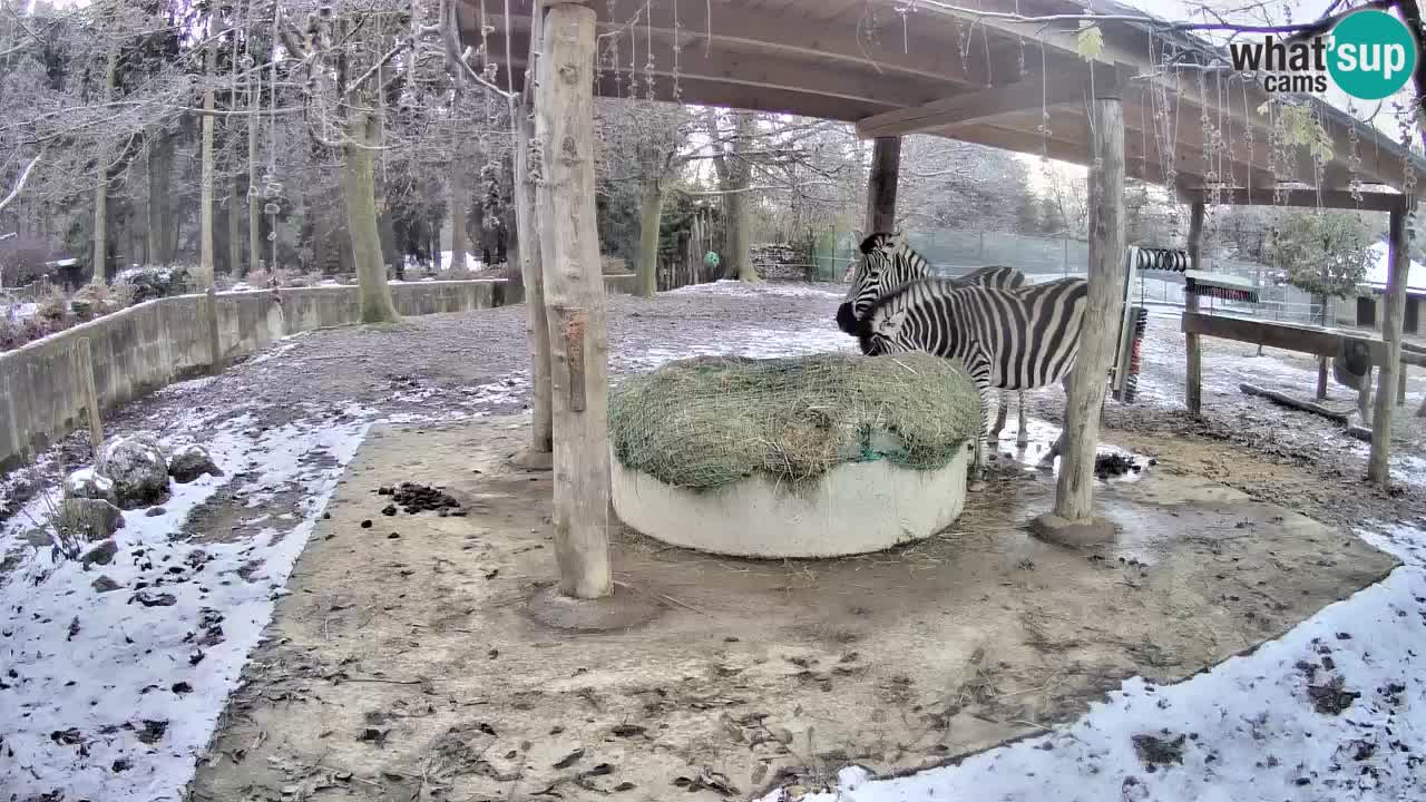 Le Zebre nello ZOO di Ljubljana – Slovenia Live webcam