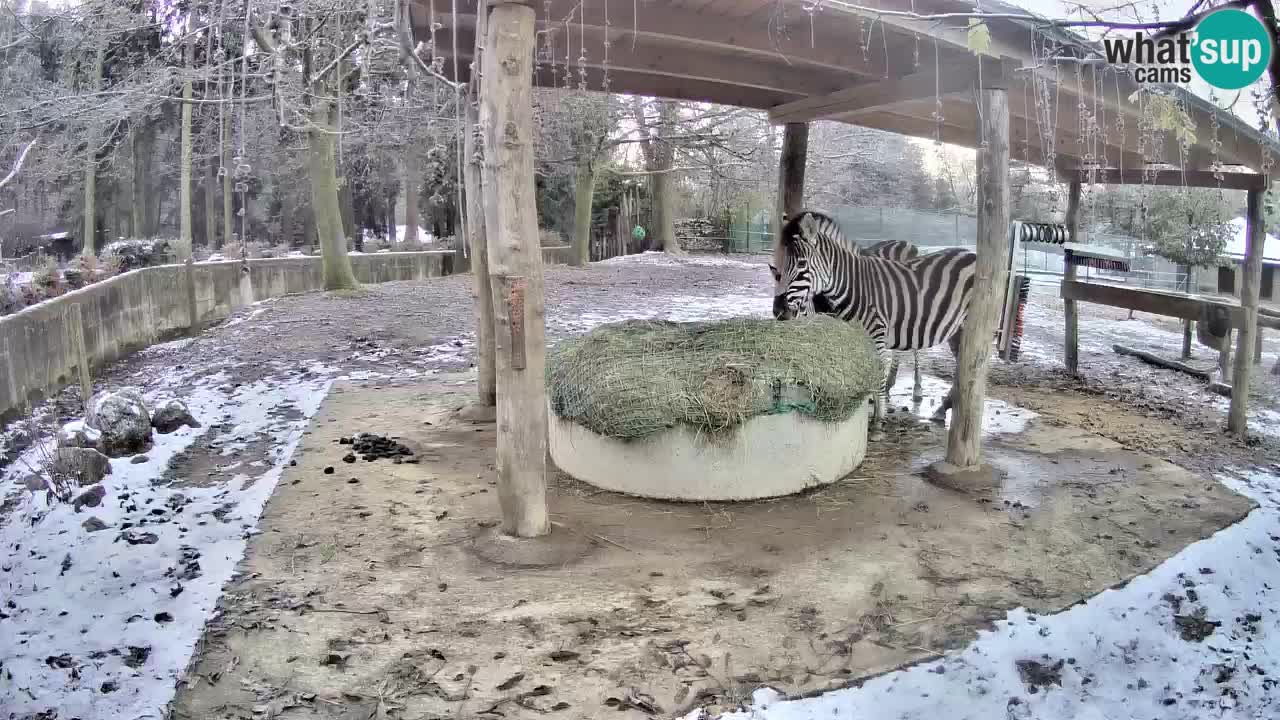 Le Zebre nello ZOO di Ljubljana – Slovenia Live webcam