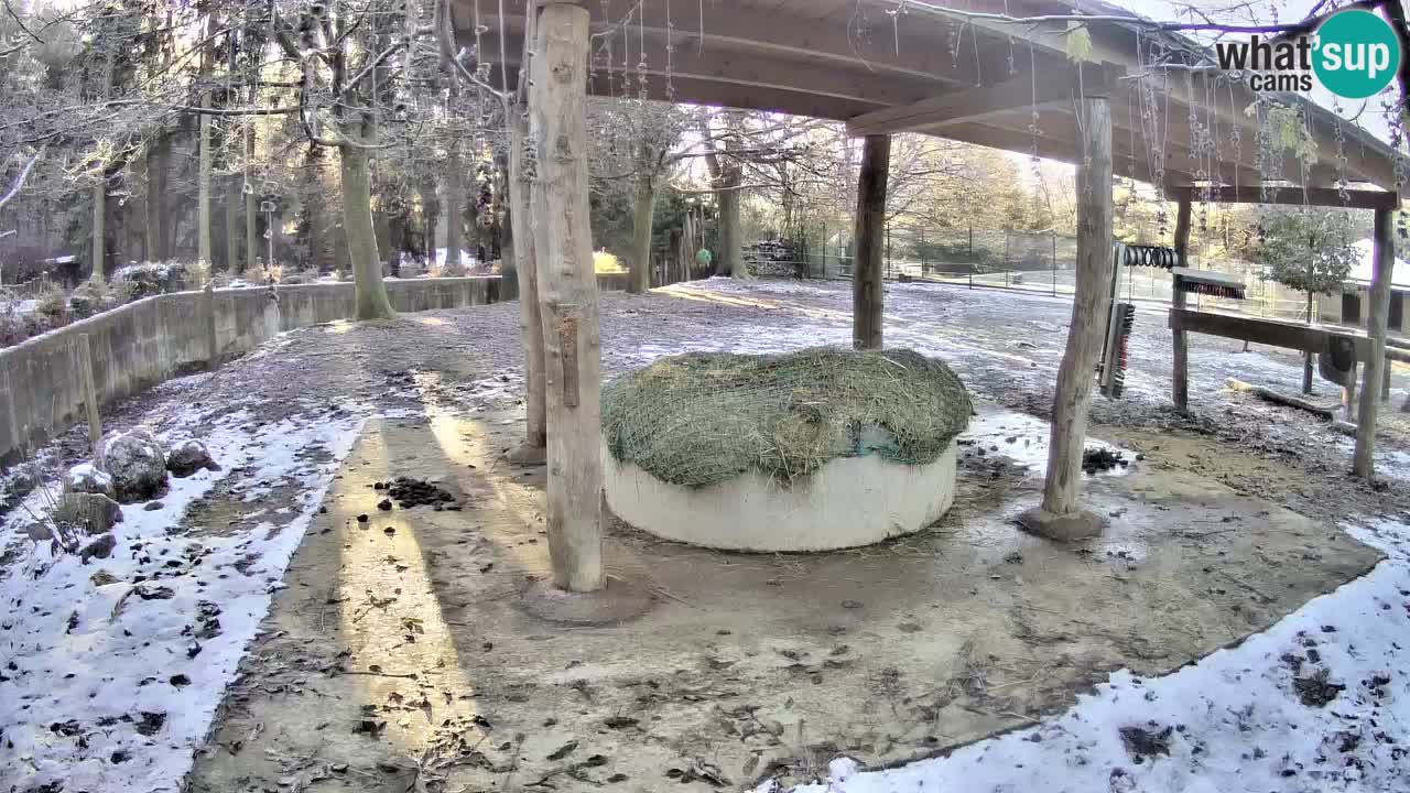 Le Zebre nello ZOO di Ljubljana – Slovenia Live webcam