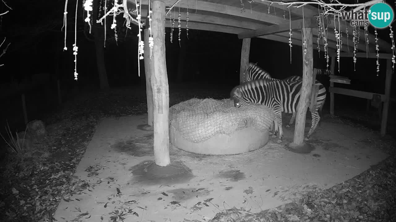 Live Webcam Zebras in Ljubljana ZOO – Slowenien