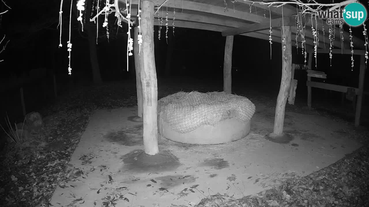 Live Webcam Zebras in Ljubljana ZOO – Slowenien