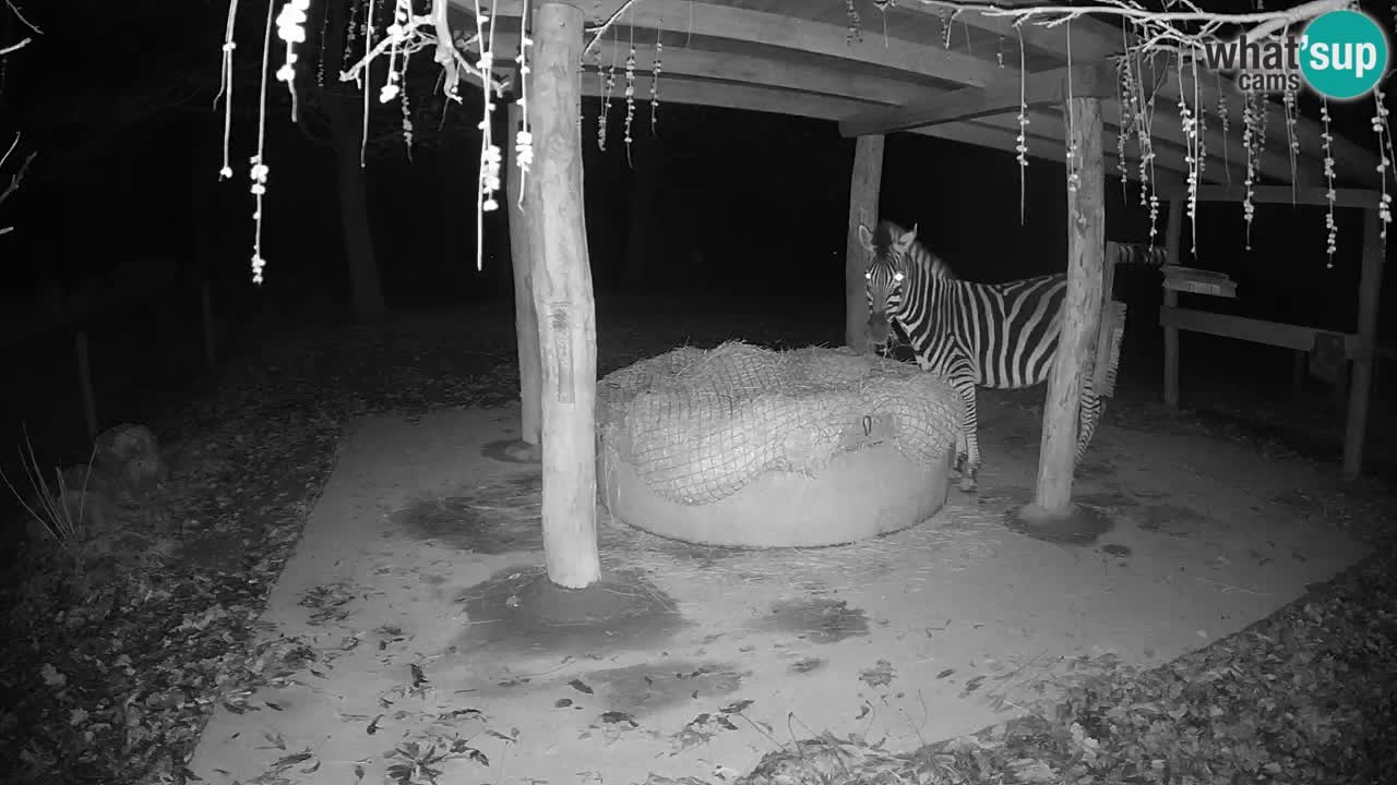 Le Zebre nello ZOO di Ljubljana – Slovenia Live webcam