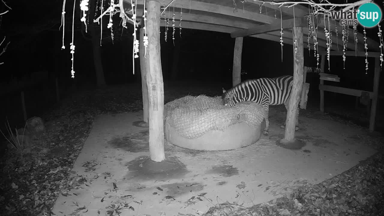 Le Zebre nello ZOO di Ljubljana – Slovenia Live webcam