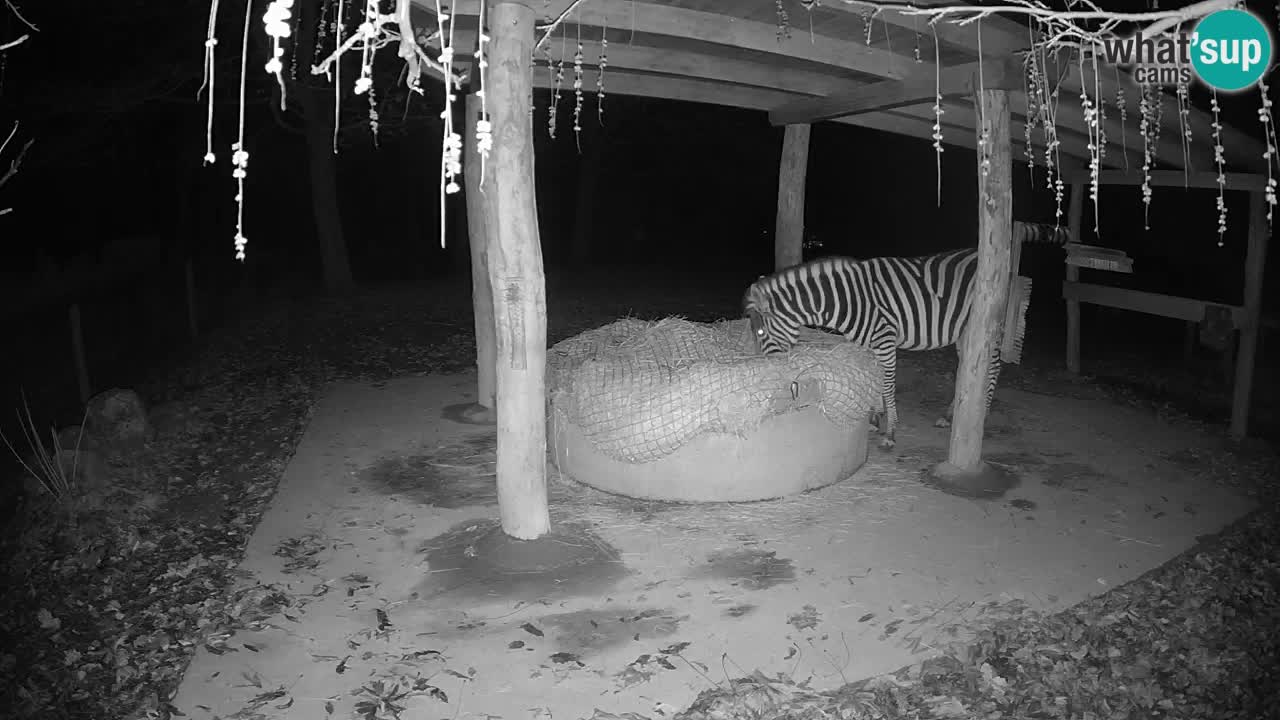 Live Webcam Zebras in Ljubljana ZOO – Slowenien