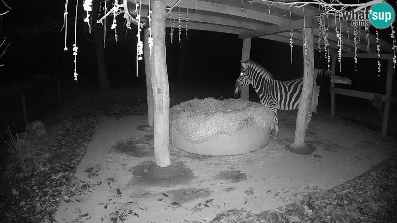 Le Zebre nello ZOO di Ljubljana – Slovenia Live webcam