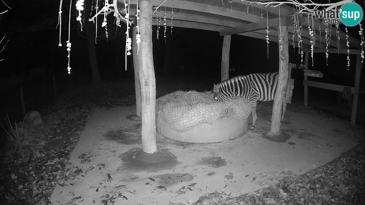 Live Webcam Zebras in Ljubljana ZOO – Slowenien