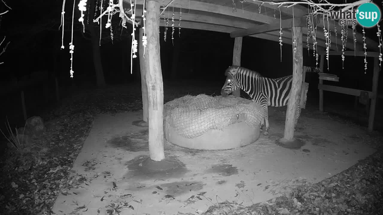 Live Webcam Zebras in Ljubljana ZOO – Slowenien