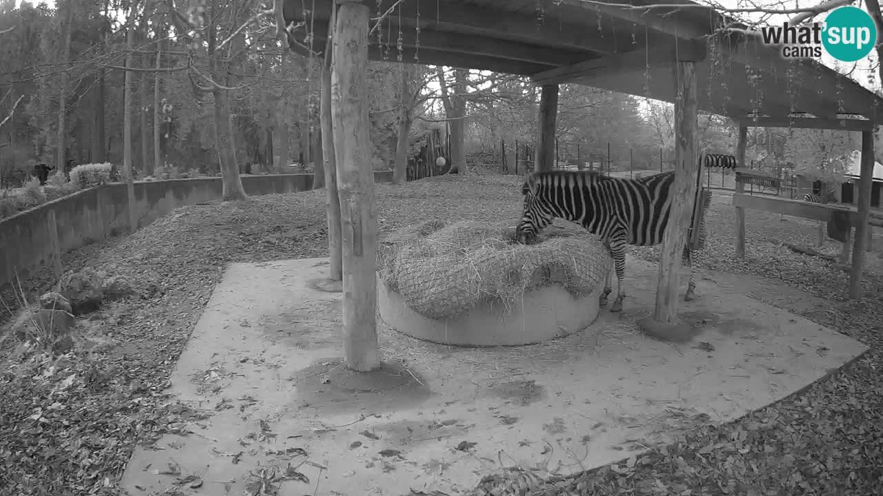 Live Webcam Zebras in Ljubljana ZOO – Slowenien