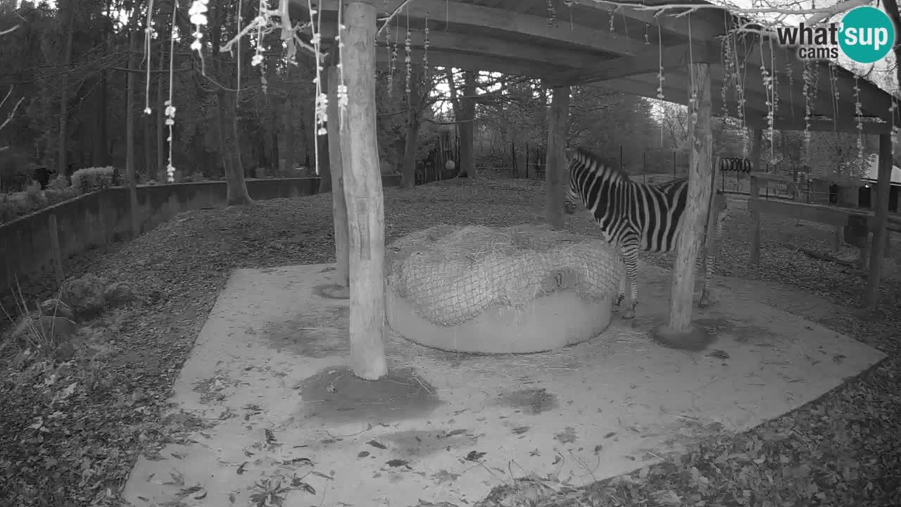 Live Webcam Zebras in Ljubljana ZOO – Slowenien