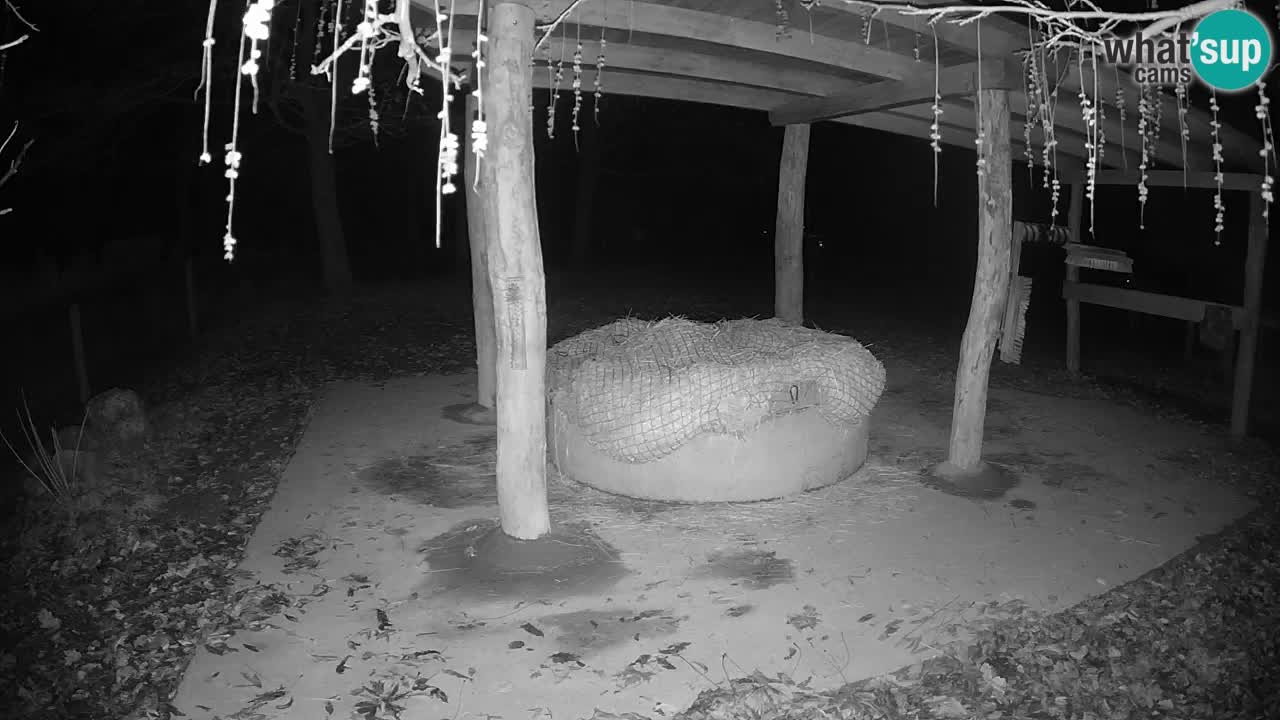 Live Webcam Zebras in Ljubljana ZOO – Slowenien