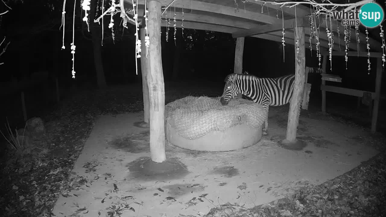 Le Zebre nello ZOO di Ljubljana – Slovenia Live webcam