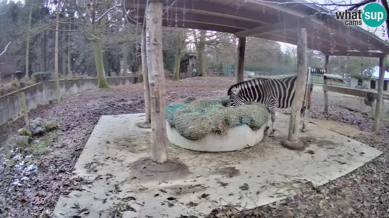 Web kamera uživo Zebras u ZOO Ljubljana – Slovenija