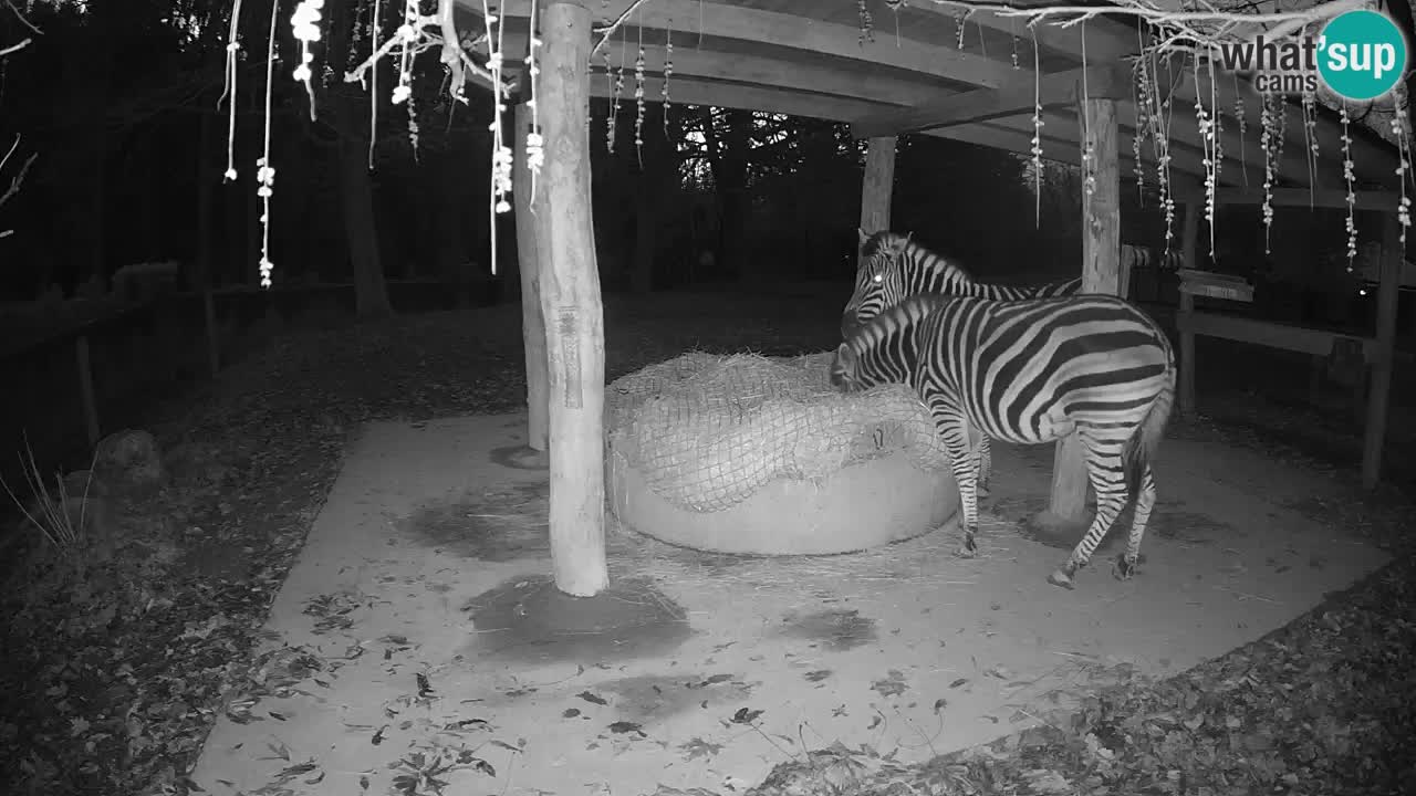 Zebre v živo v živalskem vrtu Ljubljana ZOO spletne kamere