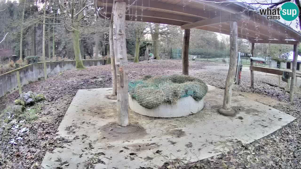 Zebre v živo v živalskem vrtu Ljubljana ZOO spletne kamere