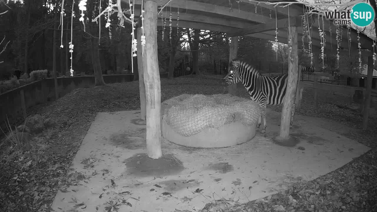 Le Zebre nello ZOO di Ljubljana – Slovenia Live webcam