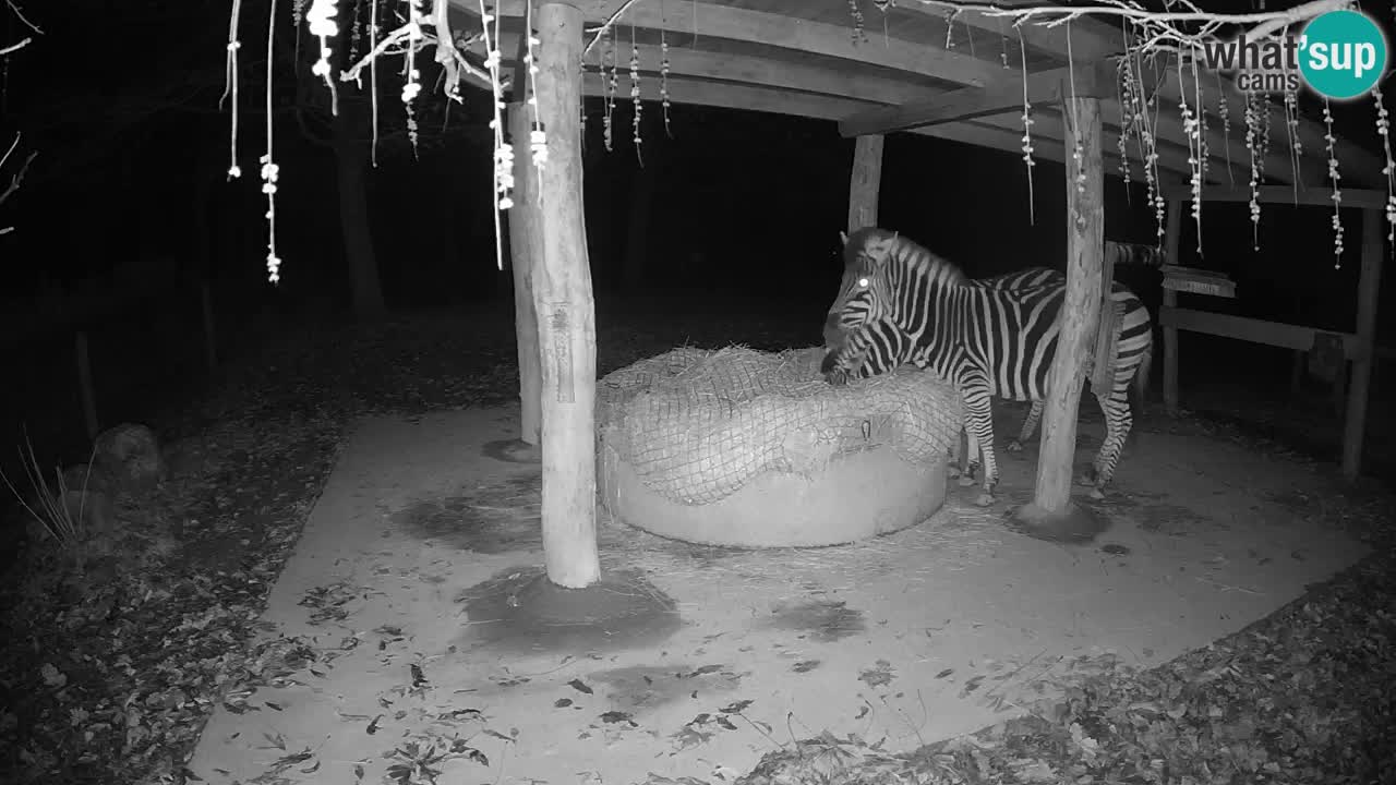 Zebre v živo v živalskem vrtu Ljubljana ZOO spletne kamere