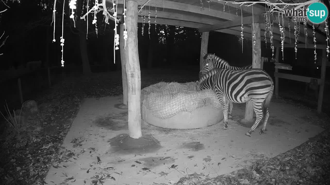 Live Webcam Zebras in Ljubljana ZOO – Slowenien