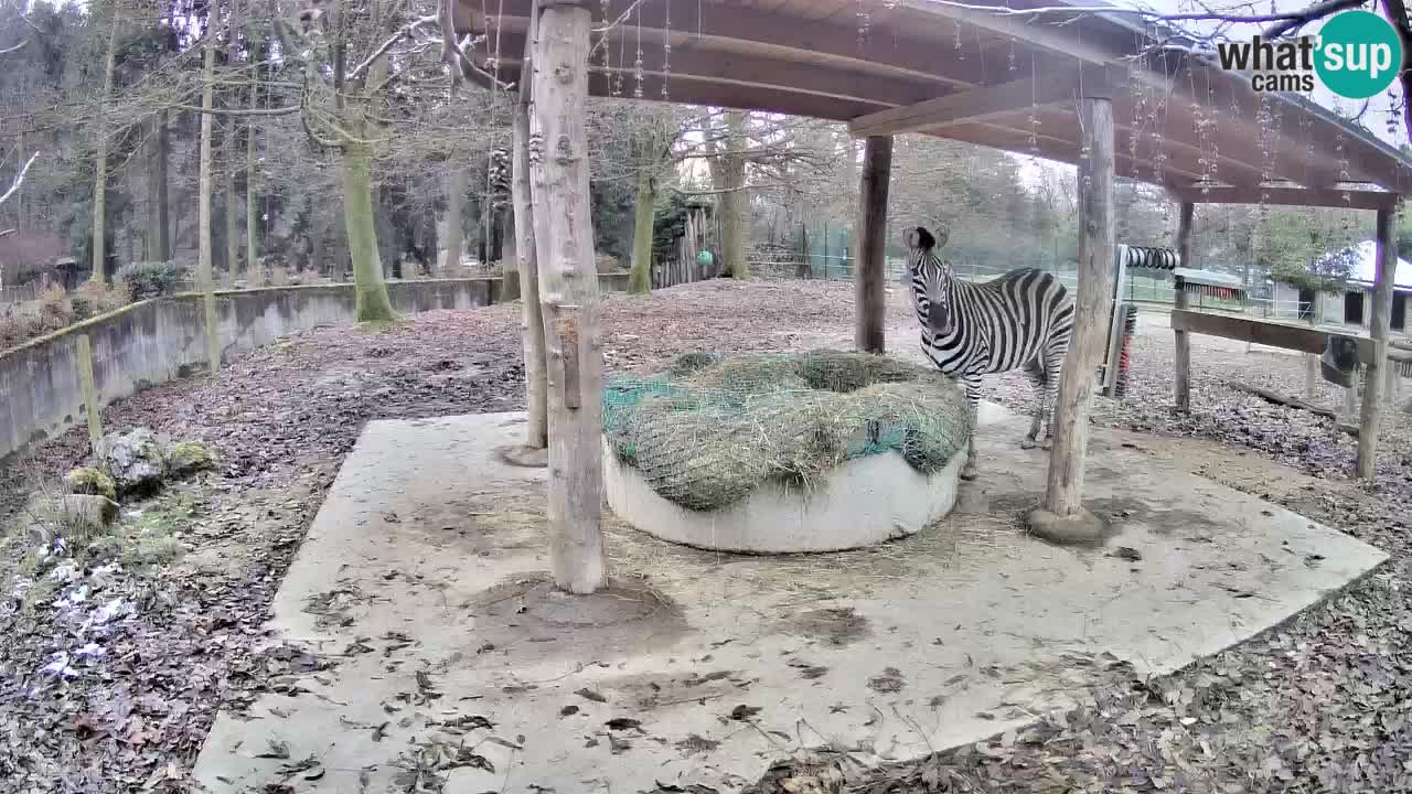 Zebre v živo v živalskem vrtu Ljubljana ZOO spletne kamere