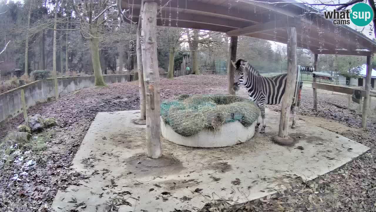 Zebre v živo v živalskem vrtu Ljubljana ZOO spletne kamere