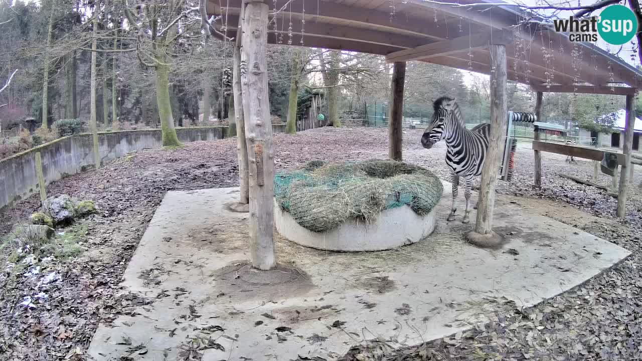 Zebre v živo v živalskem vrtu Ljubljana ZOO spletne kamere