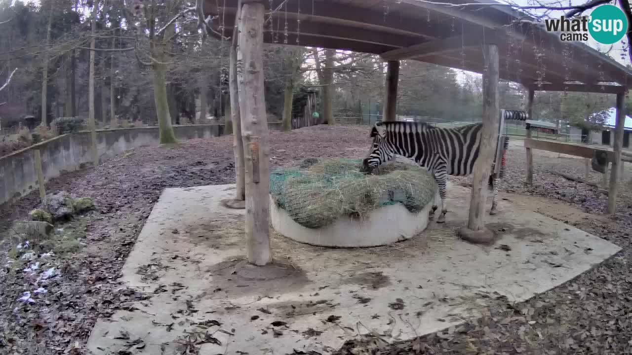 Zebre v živo v živalskem vrtu Ljubljana ZOO spletne kamere