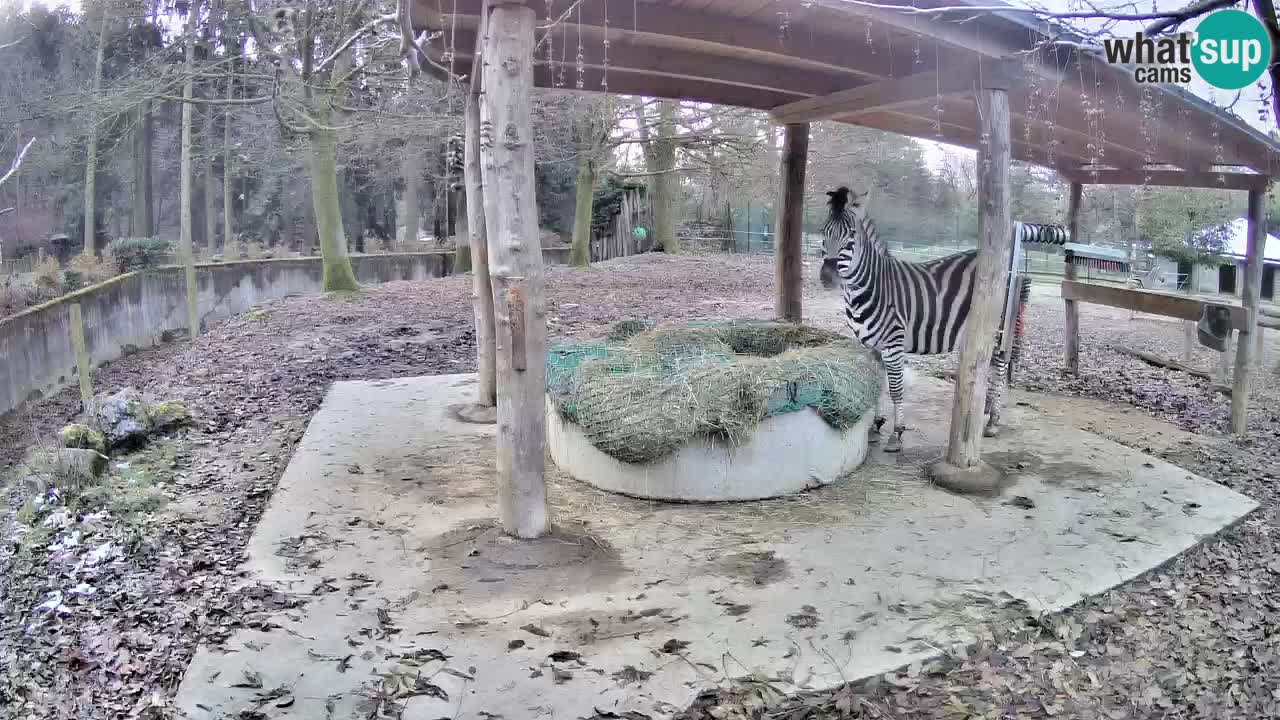 Zebre v živo v živalskem vrtu Ljubljana ZOO spletne kamere