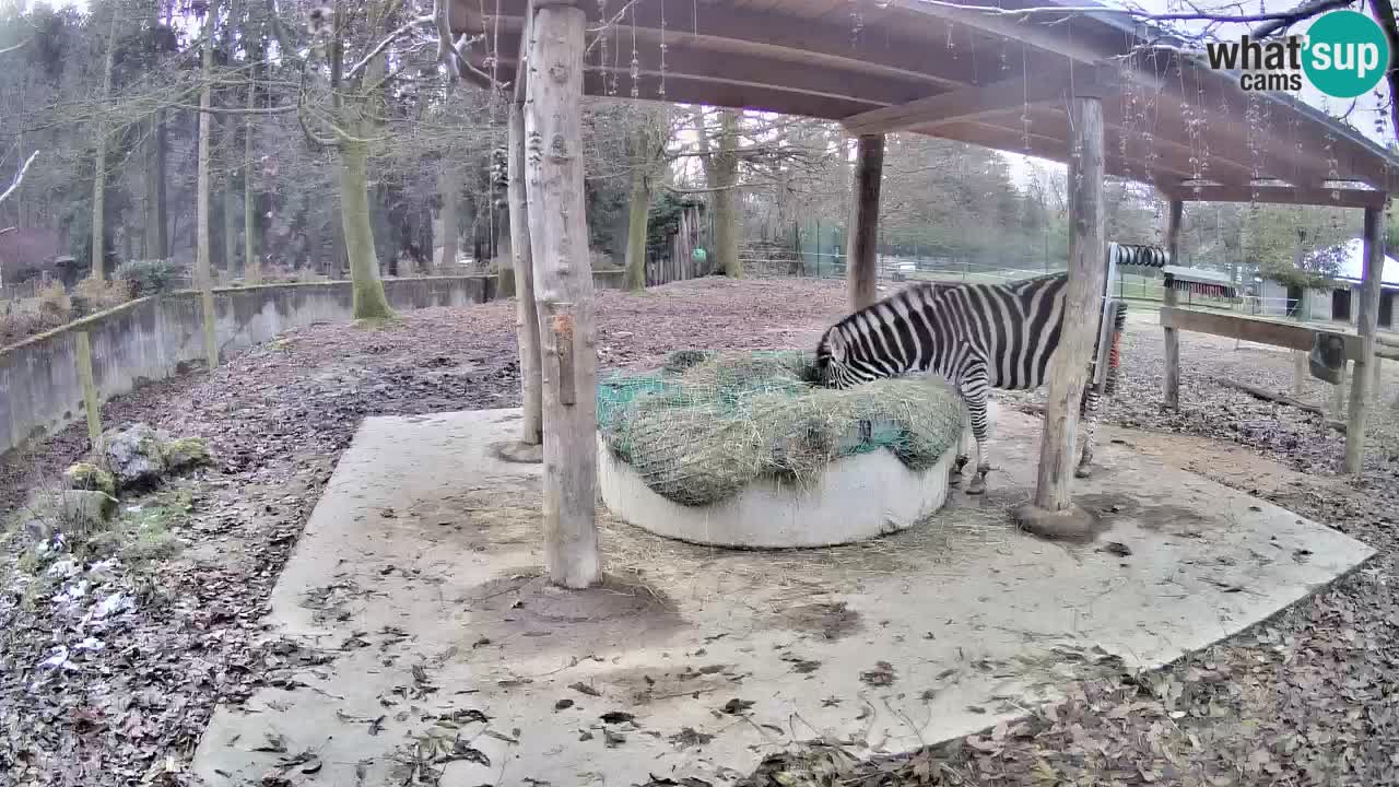 Live Webcam Zebras in Ljubljana ZOO – Slowenien