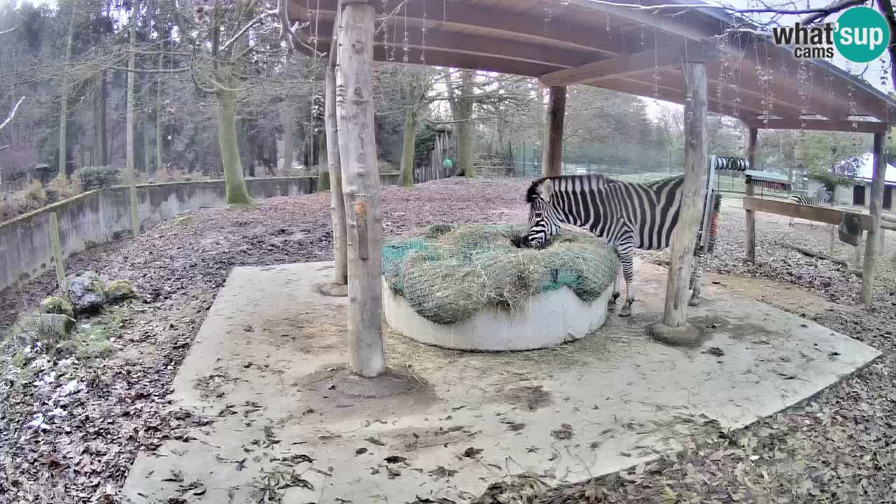 Web kamera uživo Zebras u ZOO Ljubljana – Slovenija