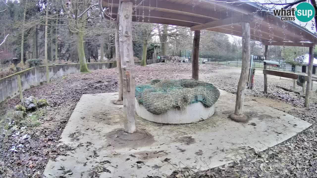 Live Webcam Zebras in Ljubljana ZOO – Slowenien