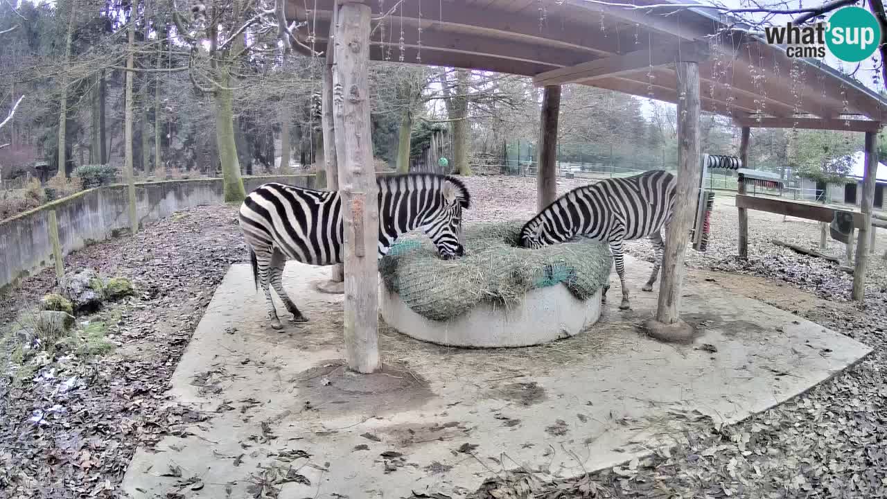 Live Webcam Zebras in Ljubljana ZOO – Slowenien