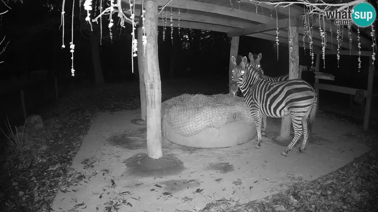 Web kamera uživo Zebras u ZOO Ljubljana – Slovenija