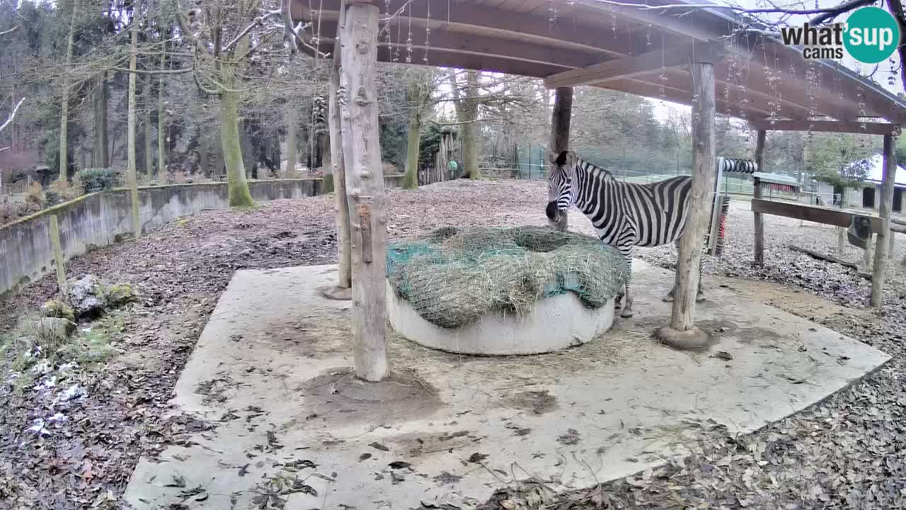 Le Zebre nello ZOO di Ljubljana – Slovenia Live webcam