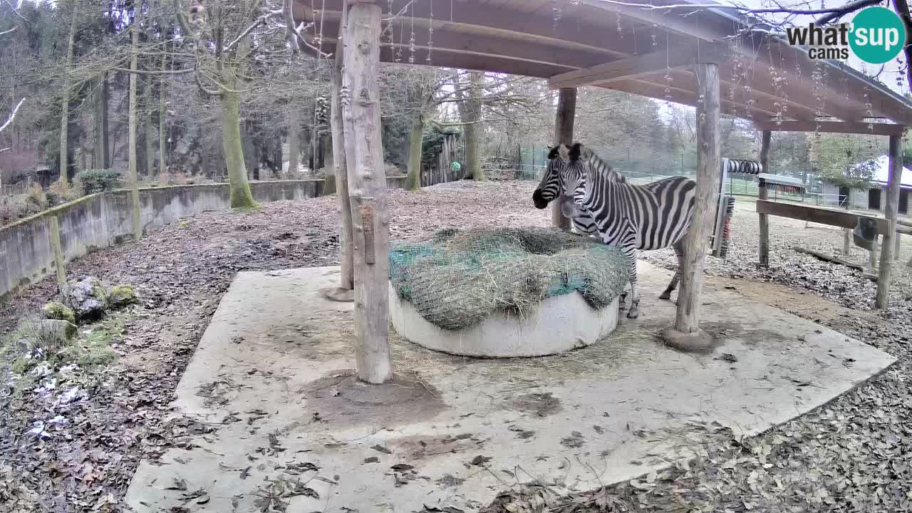 Le Zebre nello ZOO di Ljubljana – Slovenia Live webcam