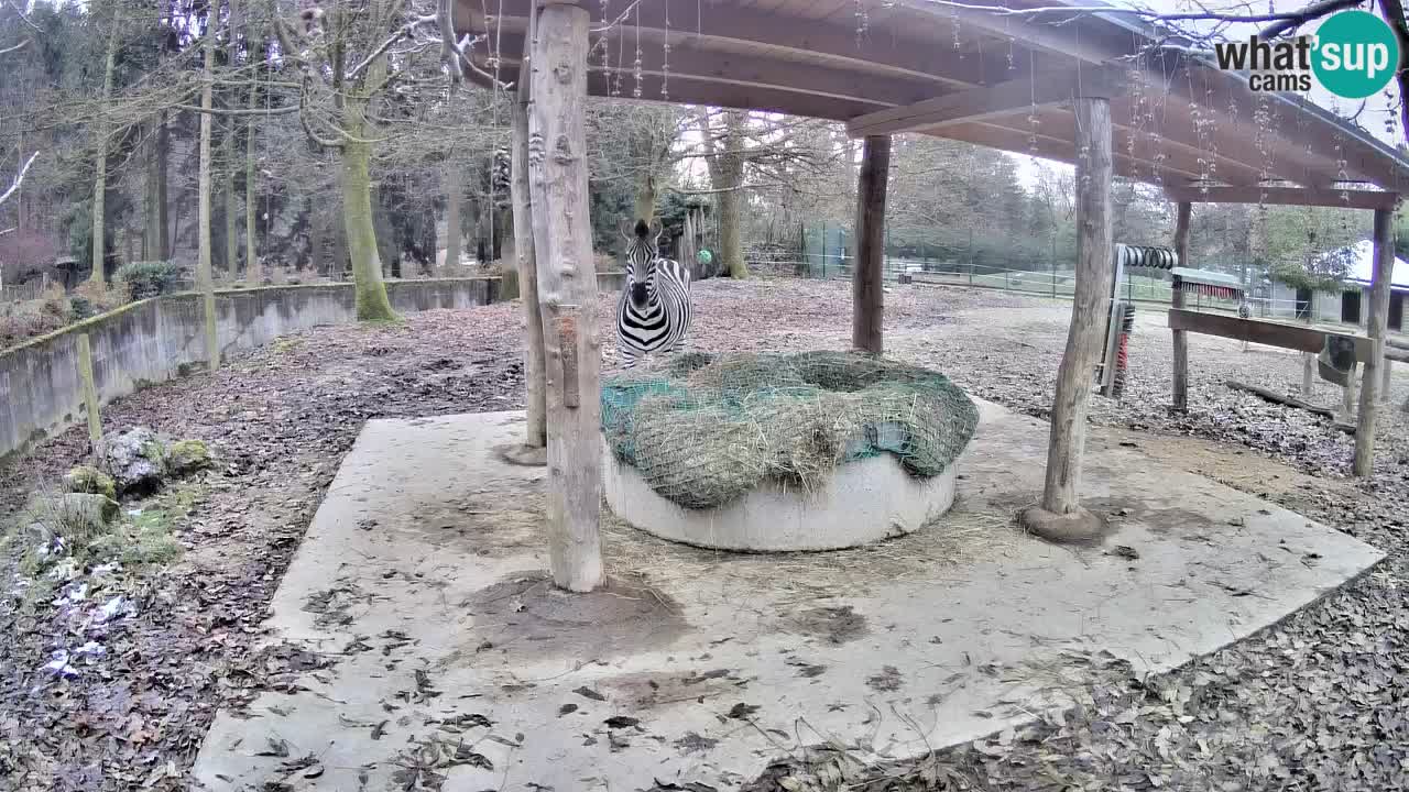 Zebre v živo v živalskem vrtu Ljubljana ZOO spletne kamere