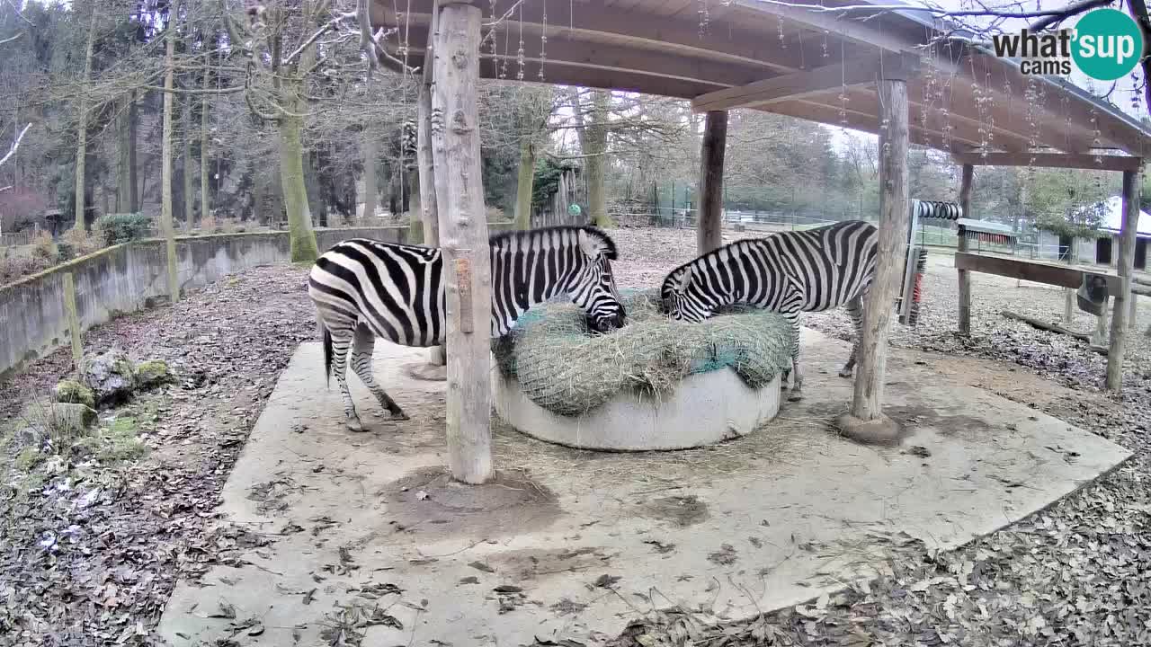 Le Zebre nello ZOO di Ljubljana – Slovenia Live webcam