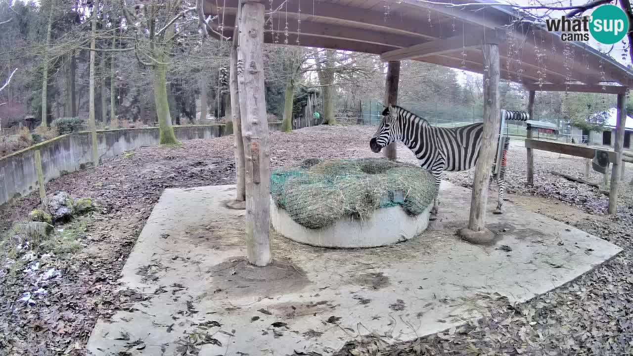 Web kamera uživo Zebras u ZOO Ljubljana – Slovenija