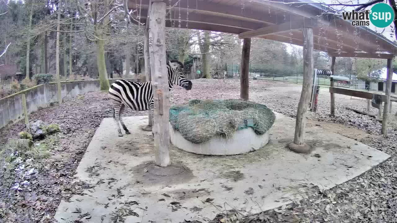 Le Zebre nello ZOO di Ljubljana – Slovenia Live webcam