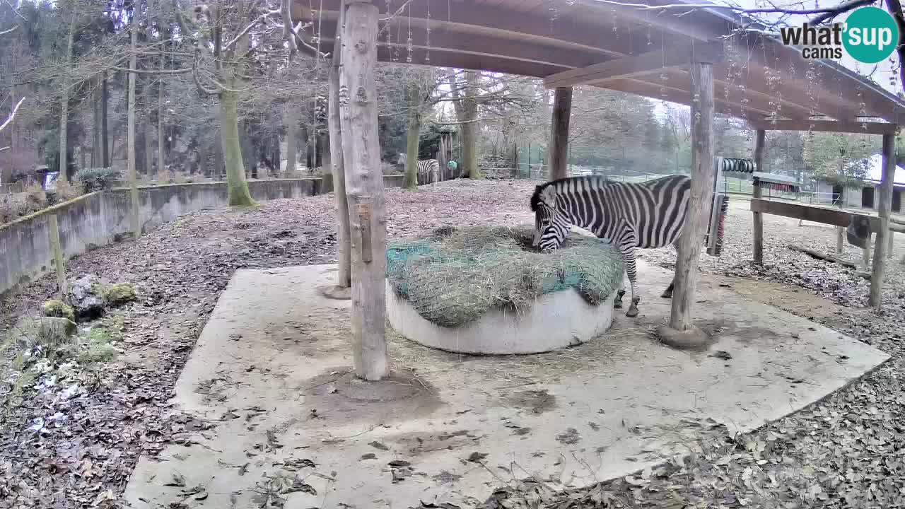 Zebre v živo v živalskem vrtu Ljubljana ZOO spletne kamere